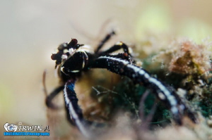 B L A C K 
Squat lobster (Galatheoidea)
Dumaguete, Phil... by Irwin Ang 